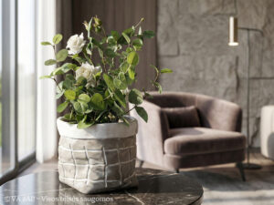 Išskirtinių formų betoninis vazonas „Selis“