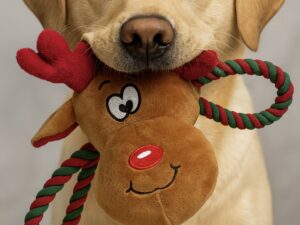 Žaislas šunims „Rudolf Pup“