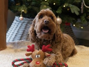 Žaislas šunims „Rudolf Pup“