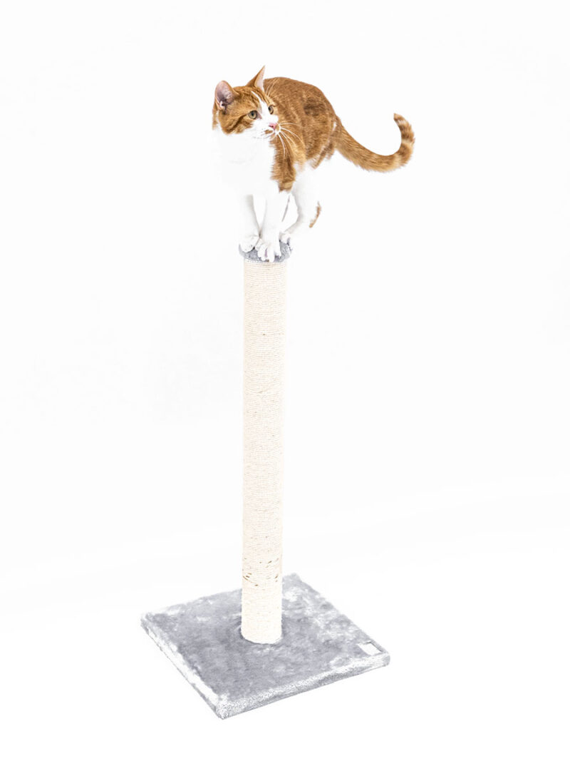 PET REBELS draskyklė katėms „Maine 90“ - Image 6