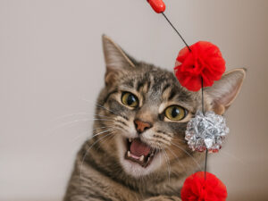 Žaislas katėms „Holiday Twirl“