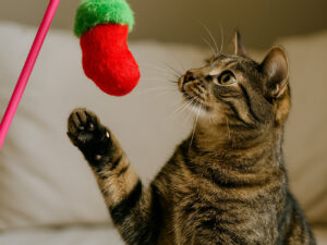 Žaislas katėms „Santa’s Catch“