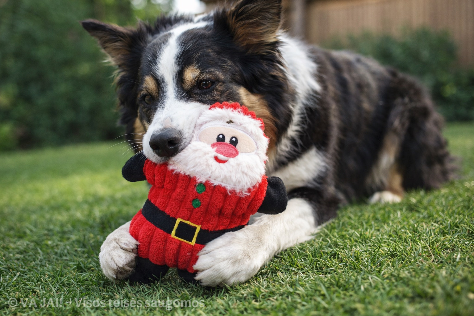 Žaislas šunims „Santa Claus“