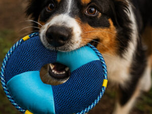 Žaislas šunims „Beasty Ring“