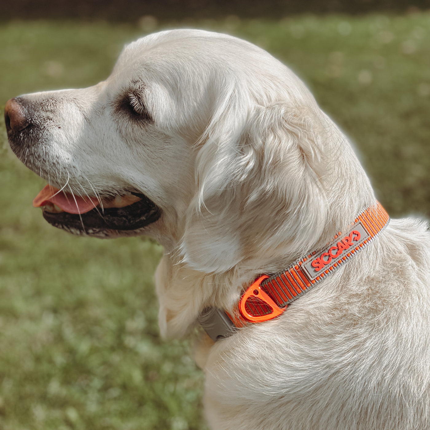 SEALINES SICCARO nailoninis antkaklis šunims - Image 3