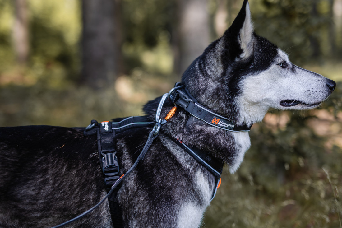 Non-Stop Dog Wear antkaklis šunims „Roam“ - Image 4