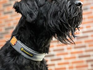 Seleverkstedet antkaklis šunims „Unify“