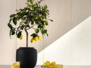 Byon rankų sarbo terakotos vazonas „Dylan“