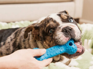 Žaislas šunims „Beasty Chew Bone“