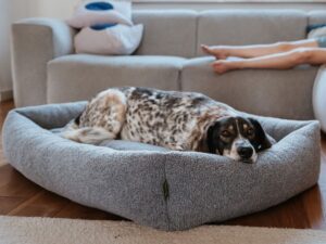 HUNTER gultas šunims „Kumara L“