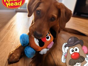 Žaislas šunims „Mr. Potato Head“