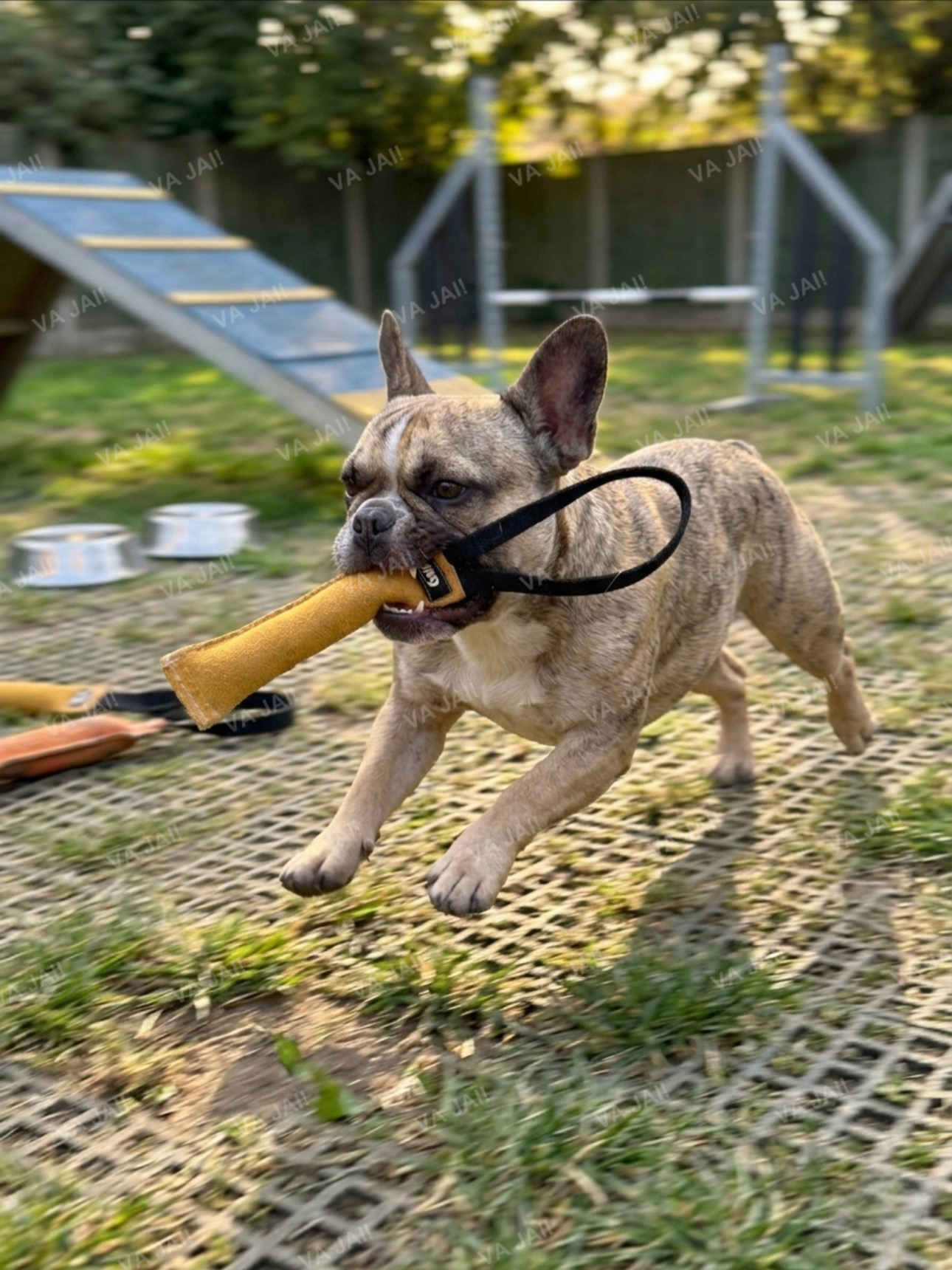 Julius-K9 tug natūralios odos žaislas šunims - Image 3