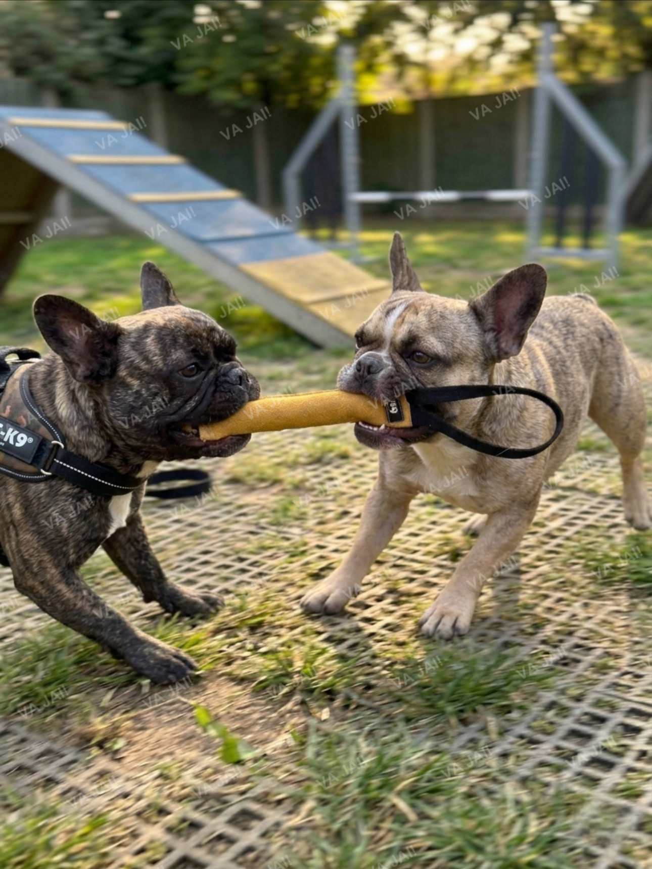 Julius-K9 tug natūralios odos žaislas šunims - Image 4