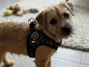 TRE PONTI petnešos šunims „Easy Fit“