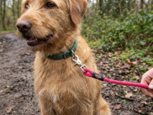 TRIXIE pavadėlis šunims „Fuchsia“ 20 metrų