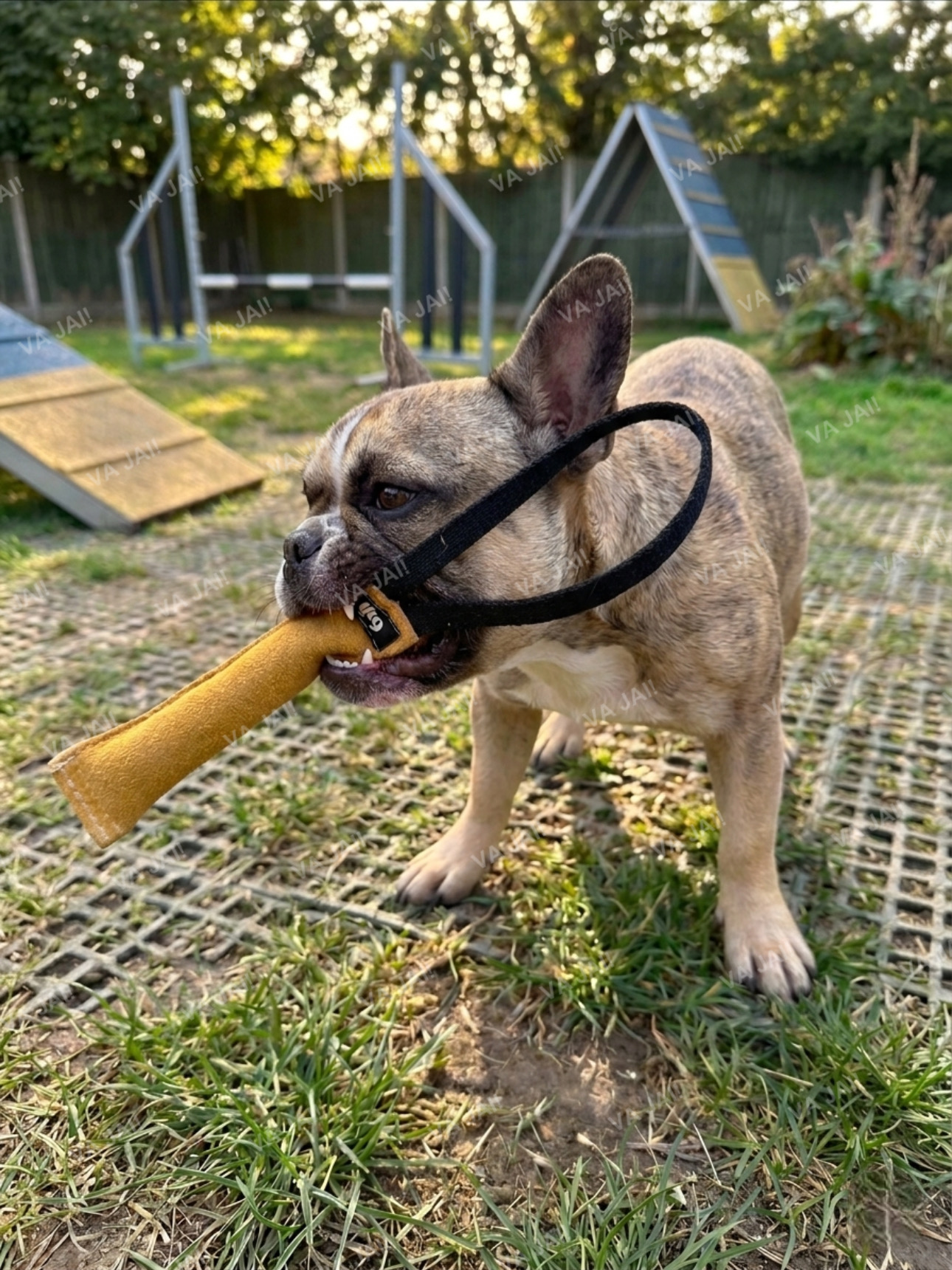 Julius-K9 tug natūralios odos žaislas šunims - Image 2