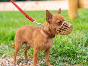 BASKERVILLE antsnukis šunims