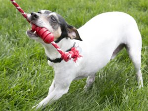 KONG dental guminis žaislas šunims S