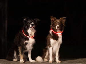 TRIXIE LED silikoninis antkaklis šunims L/XL