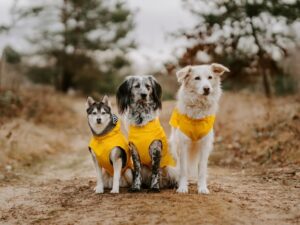 HUNTER lietpaltis šunims „Milford“